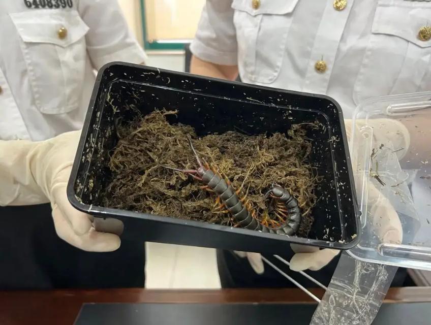 盘点全球剧毒的蜈蚣,中国海关查获巨大蜈蚣