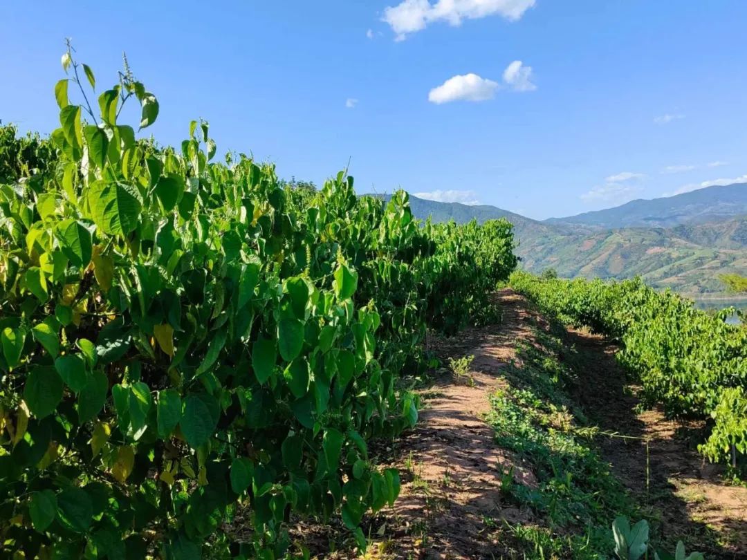 乡村振兴之美丽乡村建设,乡村振兴成就美丽小村