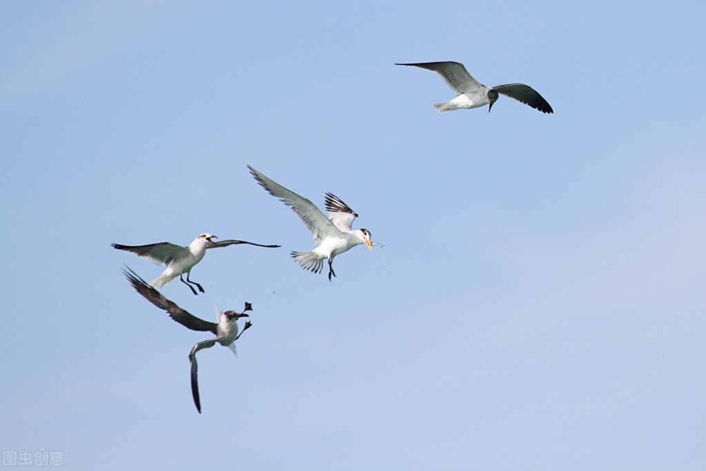 世界60个国家的珍稀国宝,100个国家国宝动物