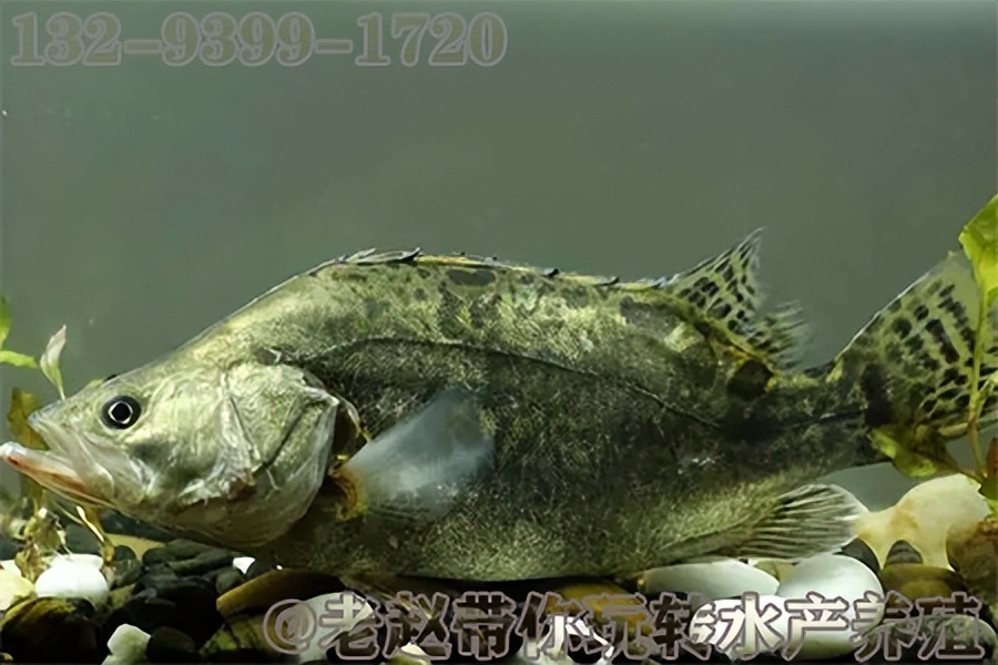 养殖鱼不下底怎么回事,养殖塘的鱼不开口是什么原因