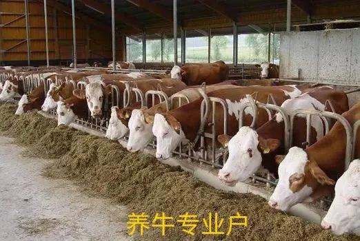 齐齐哈尔我的家乡,美丽的家乡黑龙江齐齐哈尔