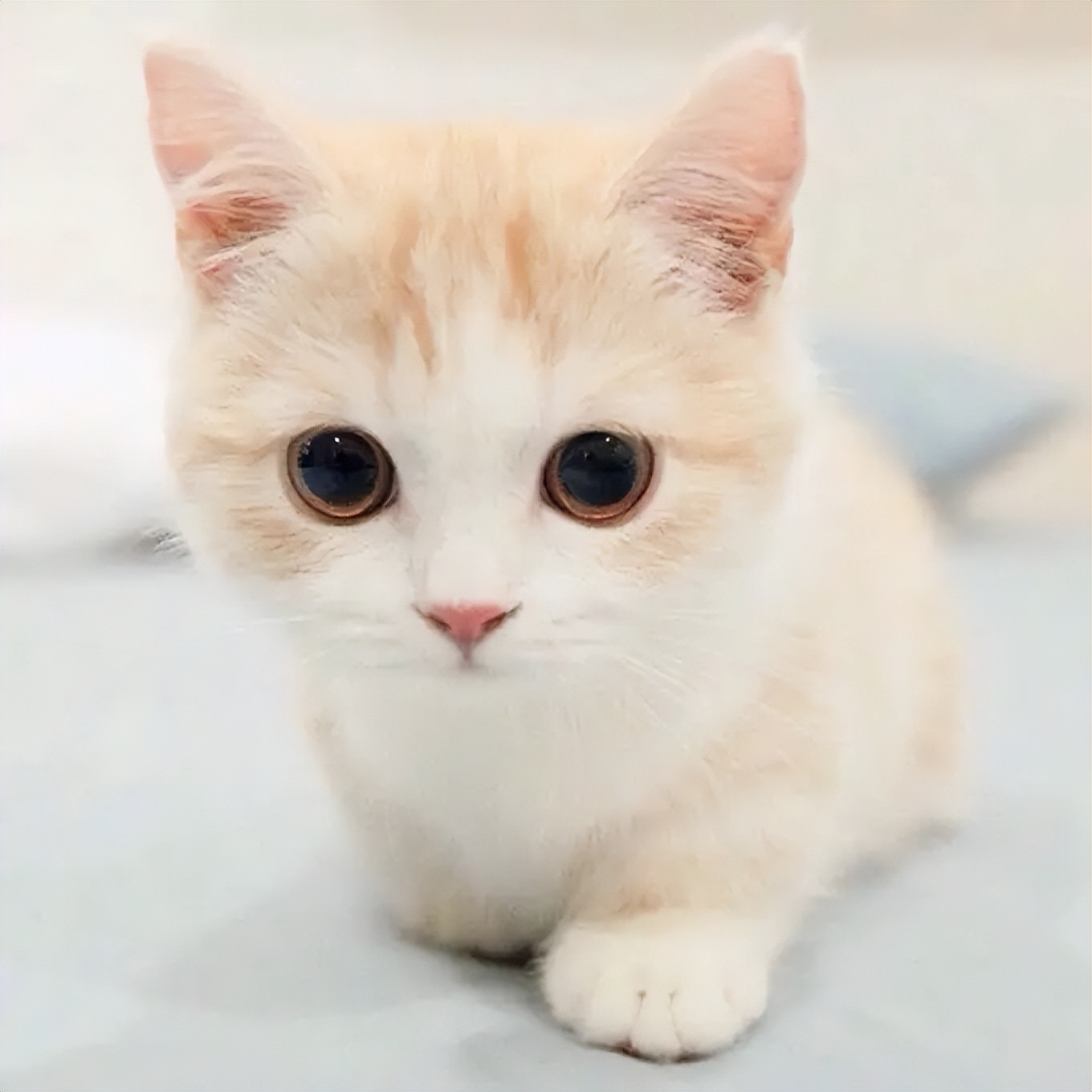 猫咪侦探怎么找猫,找猫侦探是怎么找的