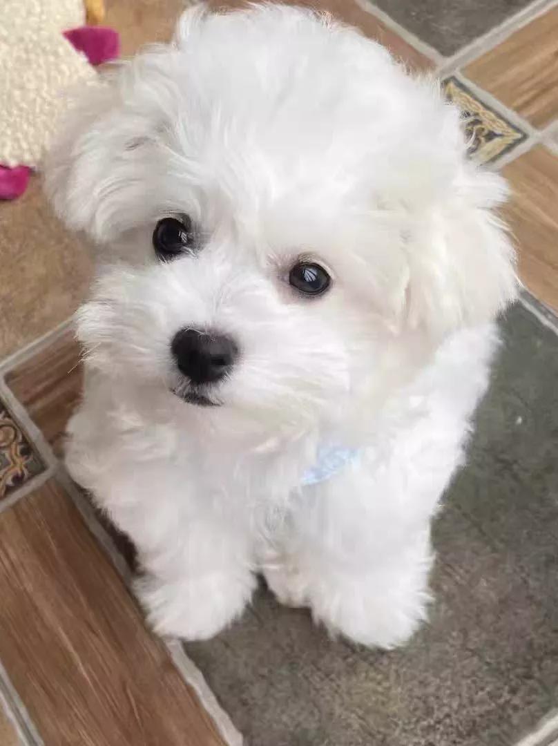 比熊消化不良怎么处理,比熊消化不好怎么调理