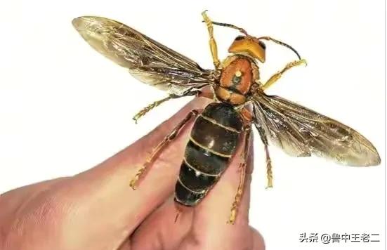 虎头蜂在哪里泛滥成灾,大窝虎头蜂