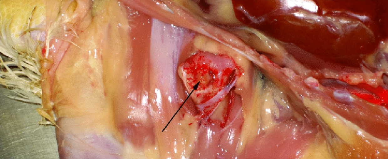 鸡有哪些疾病,鸡有炎症什么表现