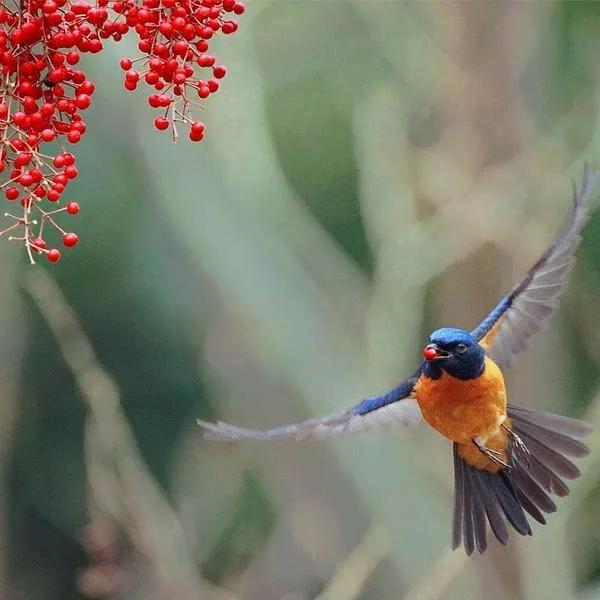 最美罕见的小鸟,全世界最罕见的小鸟