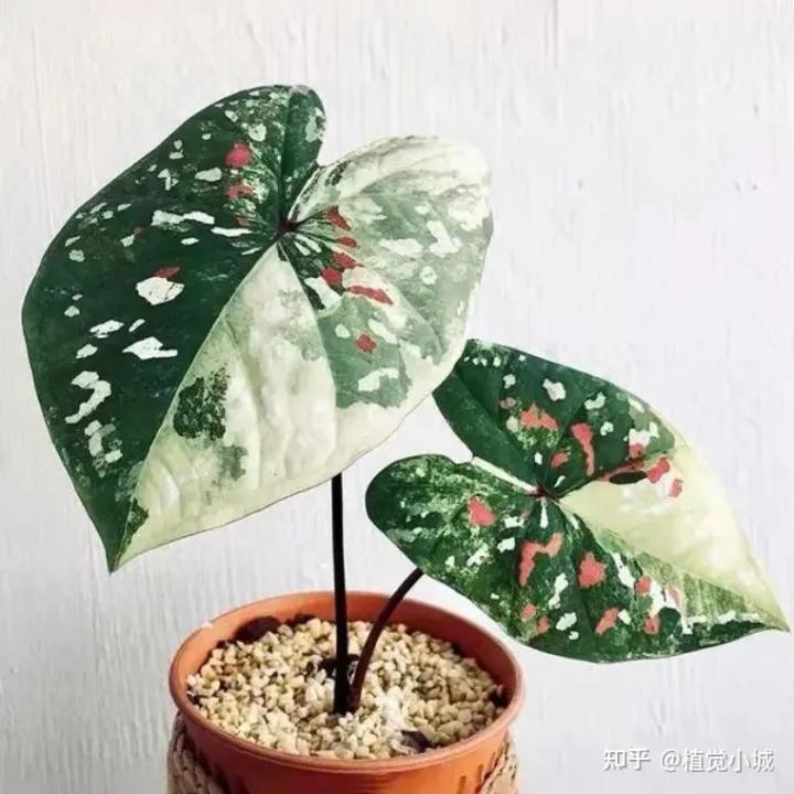 五彩芋类植物怎么养,五彩芋如何养护