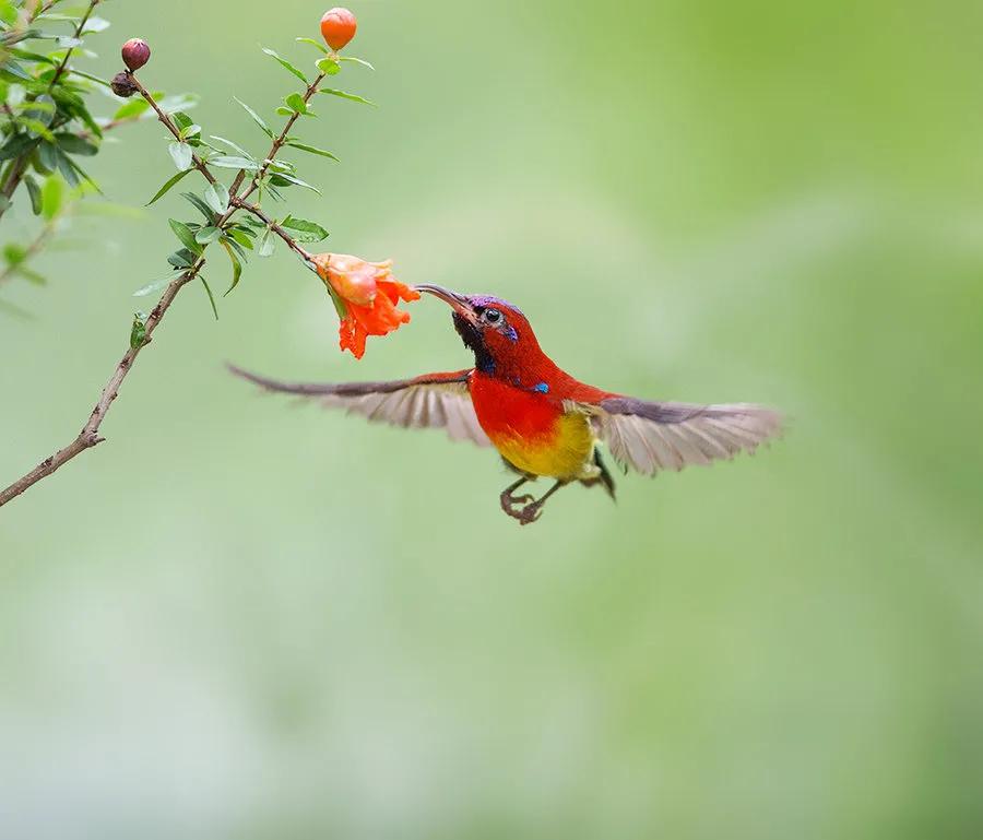 太阳鸟花的图片,太阳鸟精彩图片