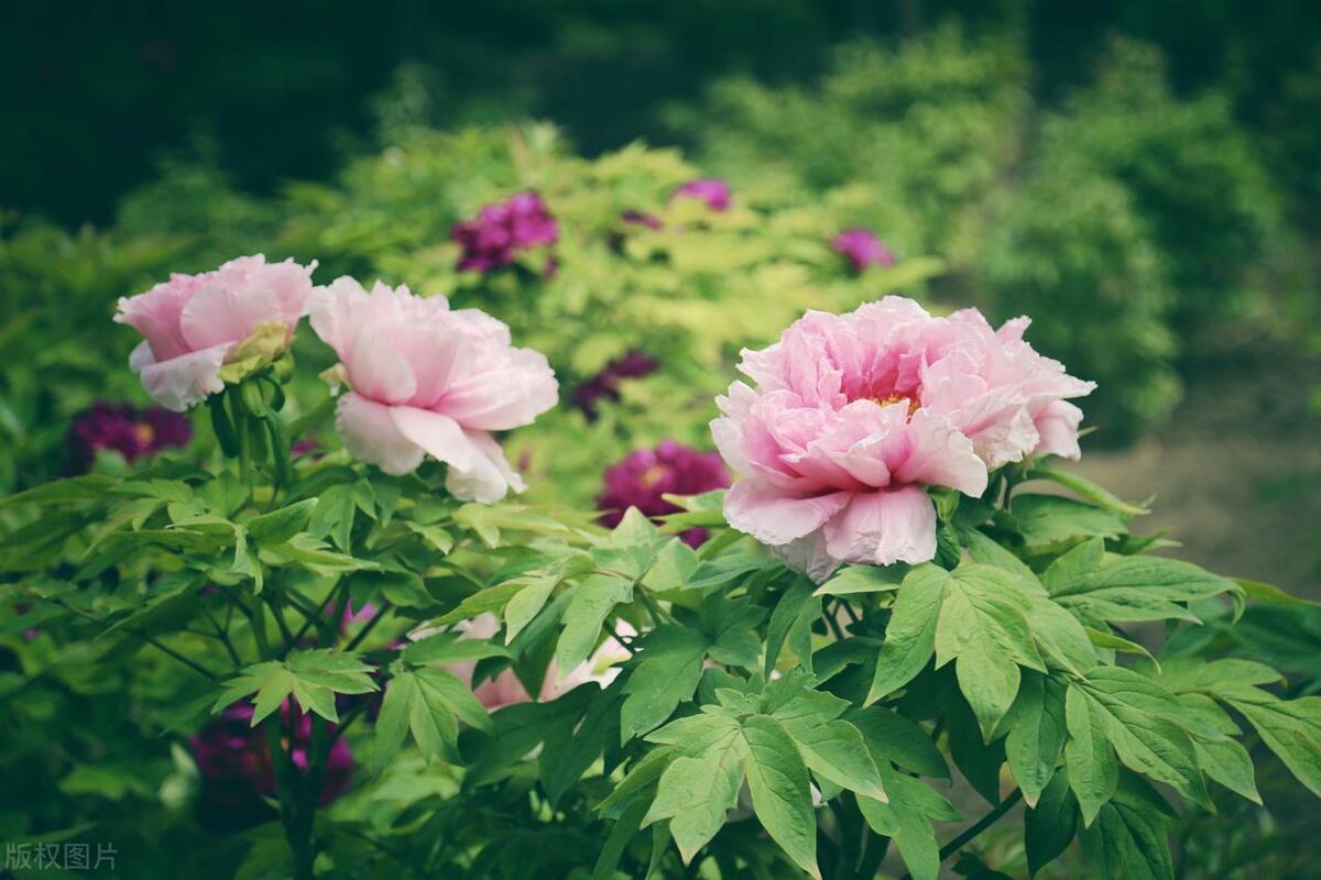 人间最美五月天春季赏樱正当时,5月北京三大赏花公园