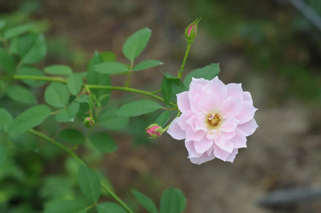 日本月季：葵-七（Aoi-nana）