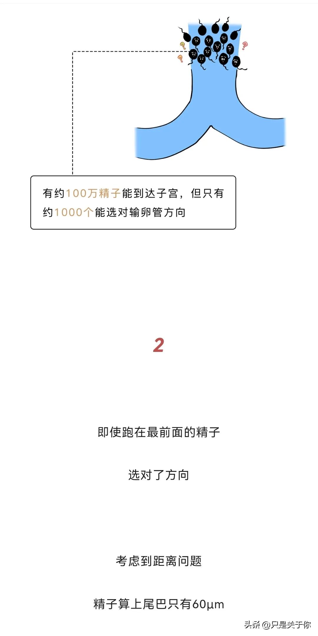 漫画：忍住“不射”的精子会去哪儿？