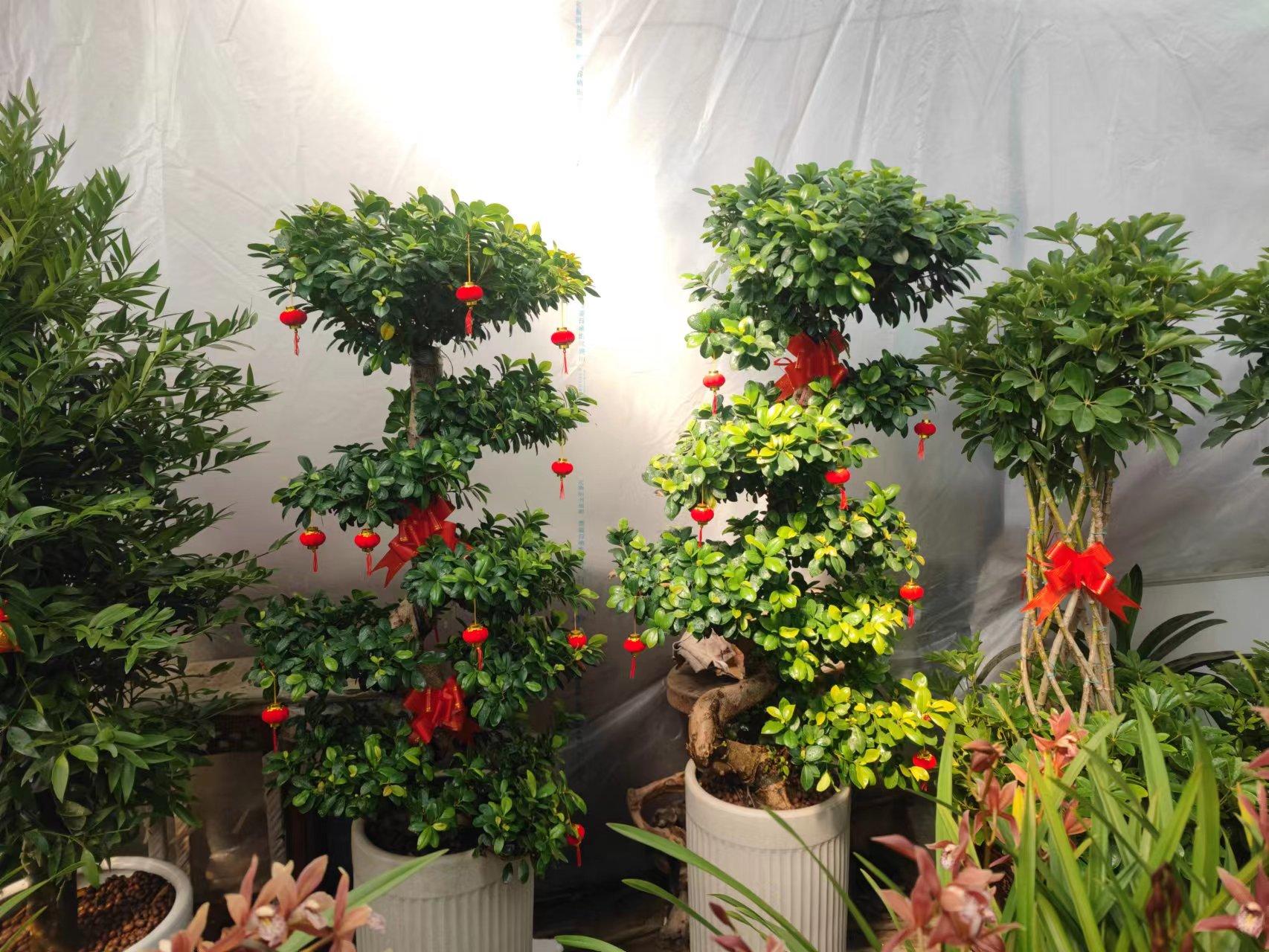 摇钱树盆景种植,如何养摇钱树盆景