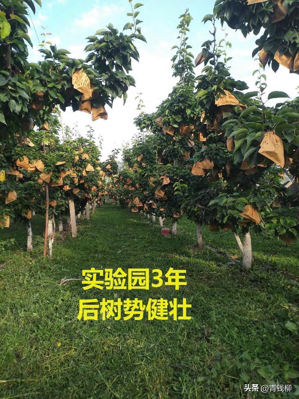 晚秋黄梨怎样才能高产,晚秋黄梨什么时候种植最好