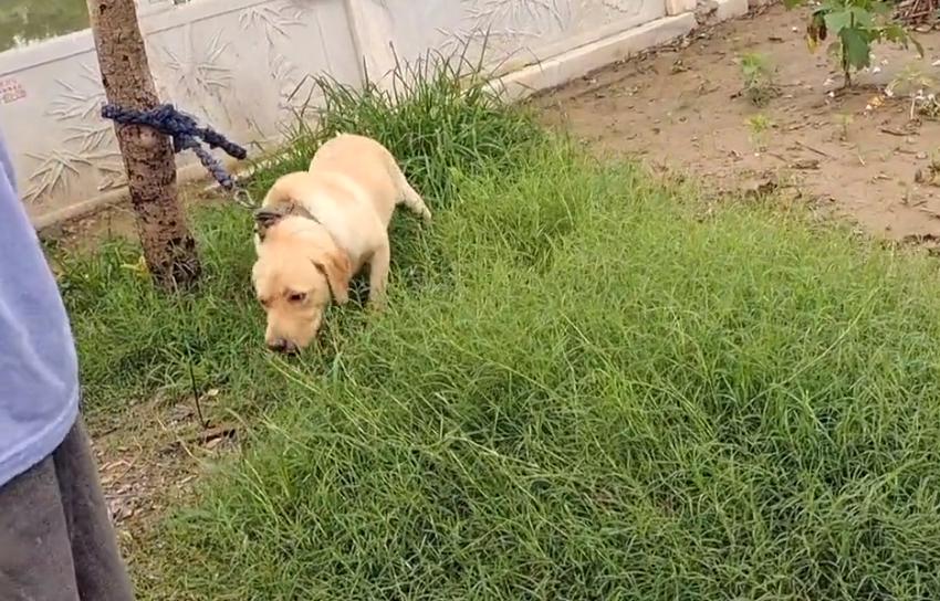 拉布拉多疑遭主人卖给狗贩子,拉布拉多成年犬易主