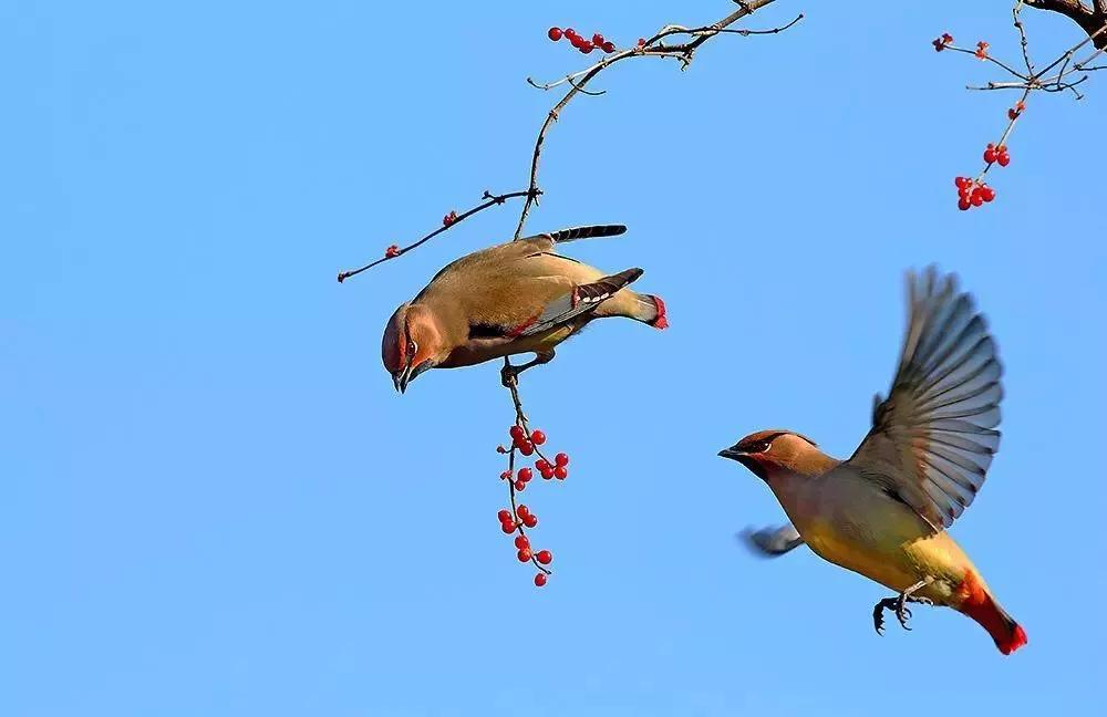 太平鸟图片大鸟,太平鸟图片大全高清壁纸