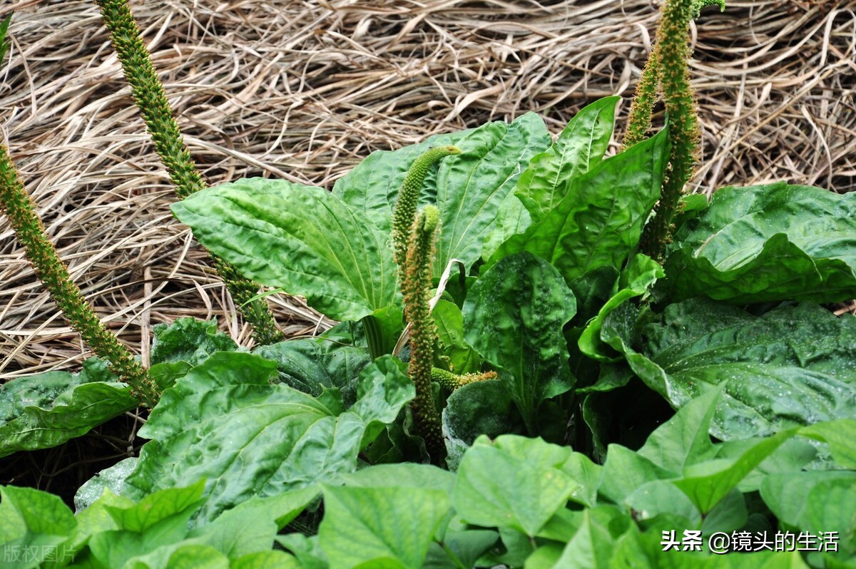农村遍地都是宝农村的野菜挖不完,农村不要钱的野菜有哪些
