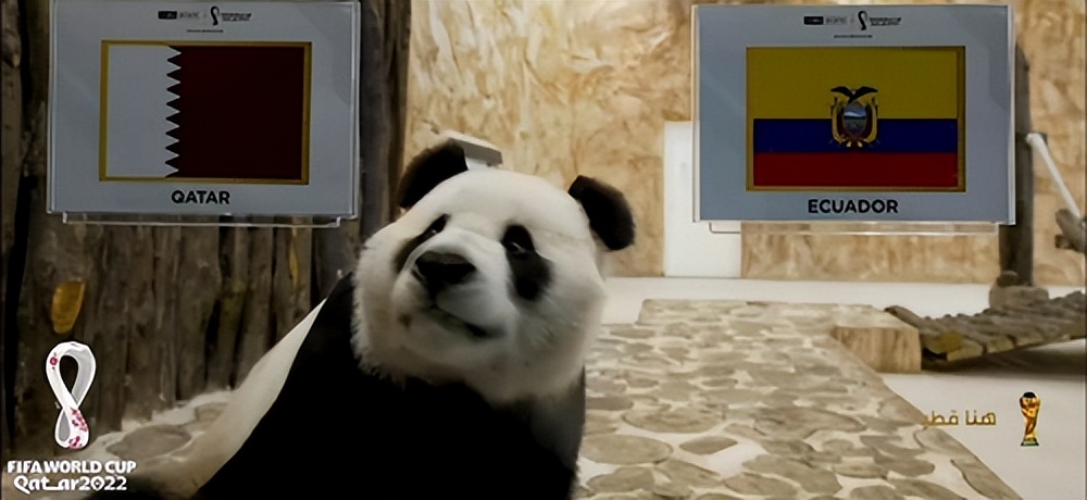 大熊猫成功预测世界杯,世界杯熊猫预测