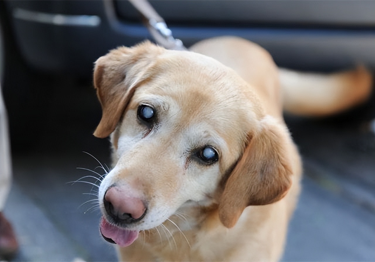 怎么判断拉布拉多能长多大,拉布拉多和金毛哪个活得久