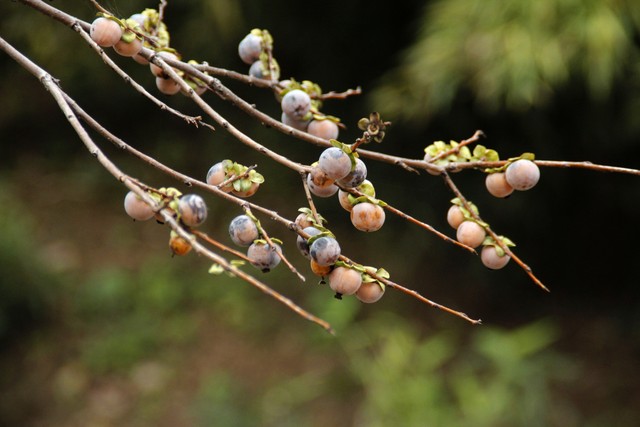 乡土散文消失的村庄,乡土散文朗诵