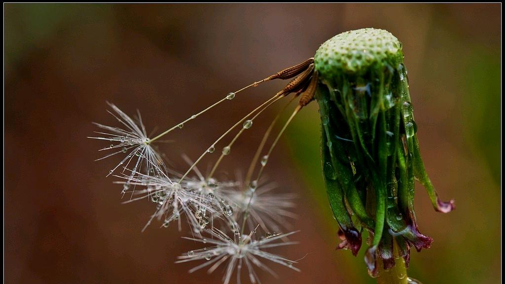 蒲公英能杀死癌细胞是真的吗,蒲公英杀死癌细胞治疗甲状腺结节