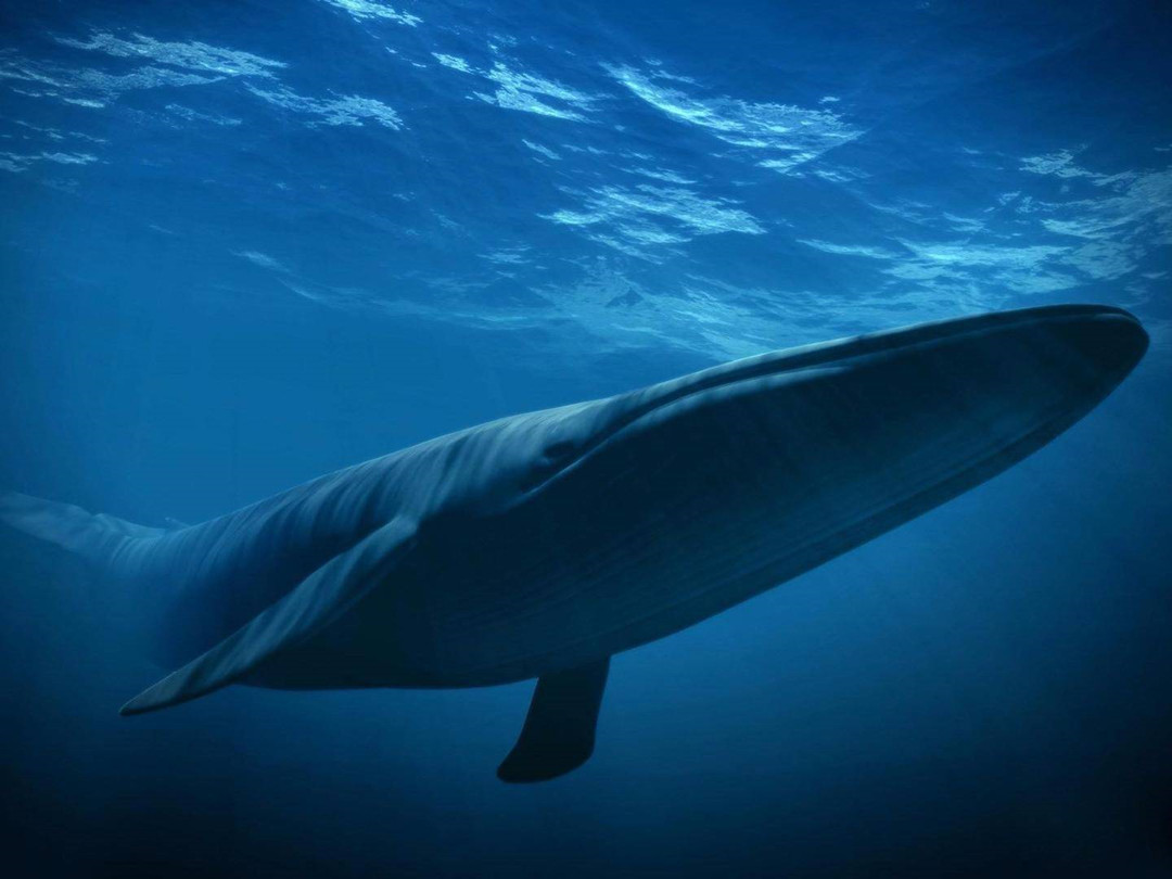 全球最大生命体活了近8000岁,世界上最大的生命体