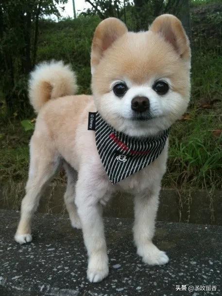 狗的种类常见宠物狗的品种及特点,宠物狗种类及特点