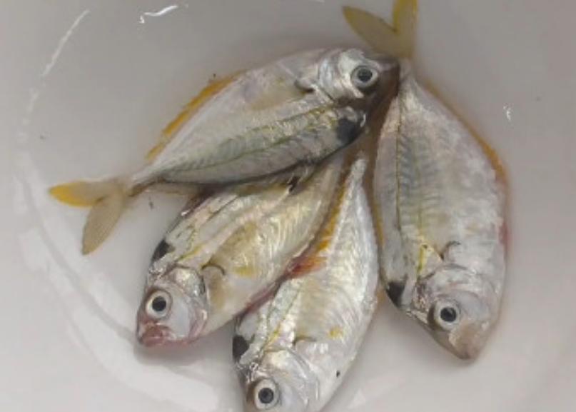 孤儿杨六斤最近情况,广西孤儿杨六斤现状视频