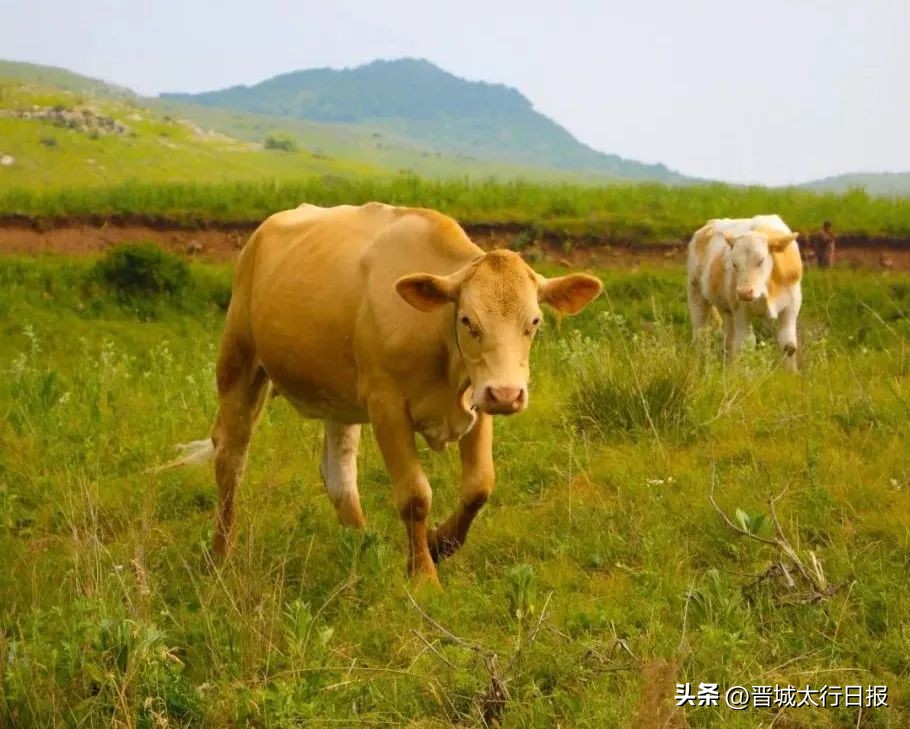 晋城适合避暑的地方,晋城避暑景区