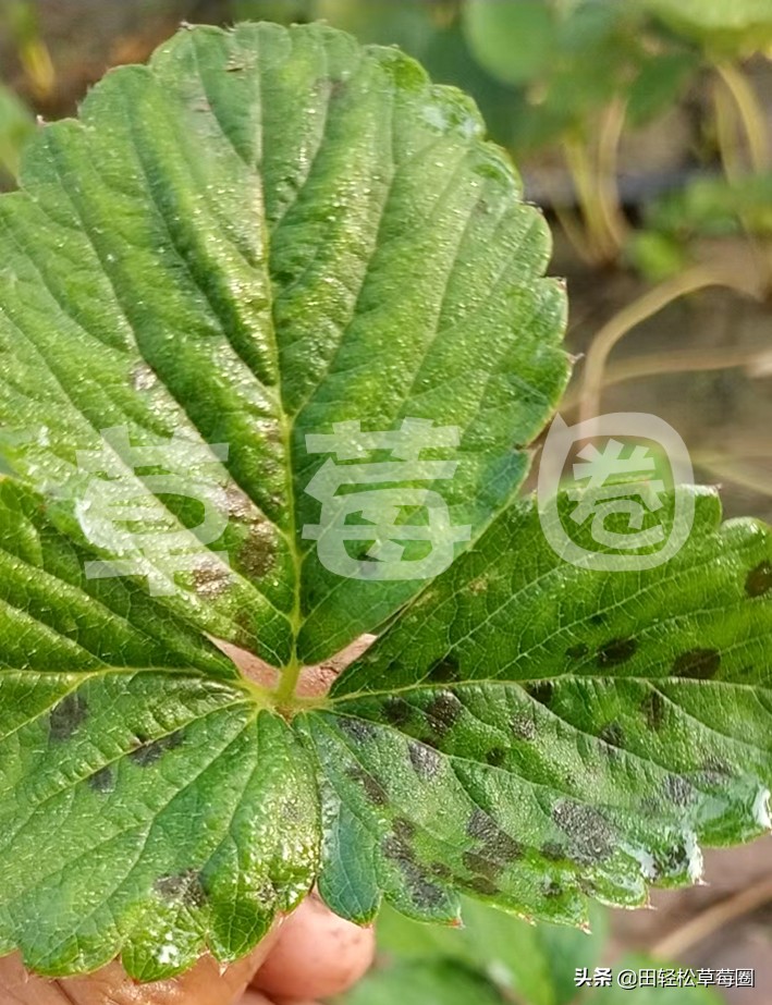 几种防控草莓炭疽病的有效方法,草莓炭疽病的防治