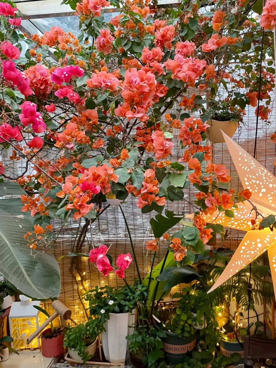 很多人羡慕的阳台,让别人羡慕的阳台