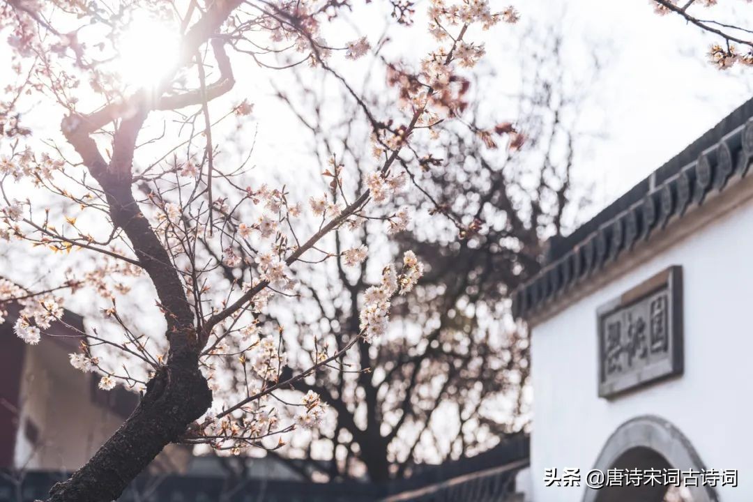 红了樱桃绿了芭蕉国画,流光把人抛红了樱桃绿了芭蕉意思