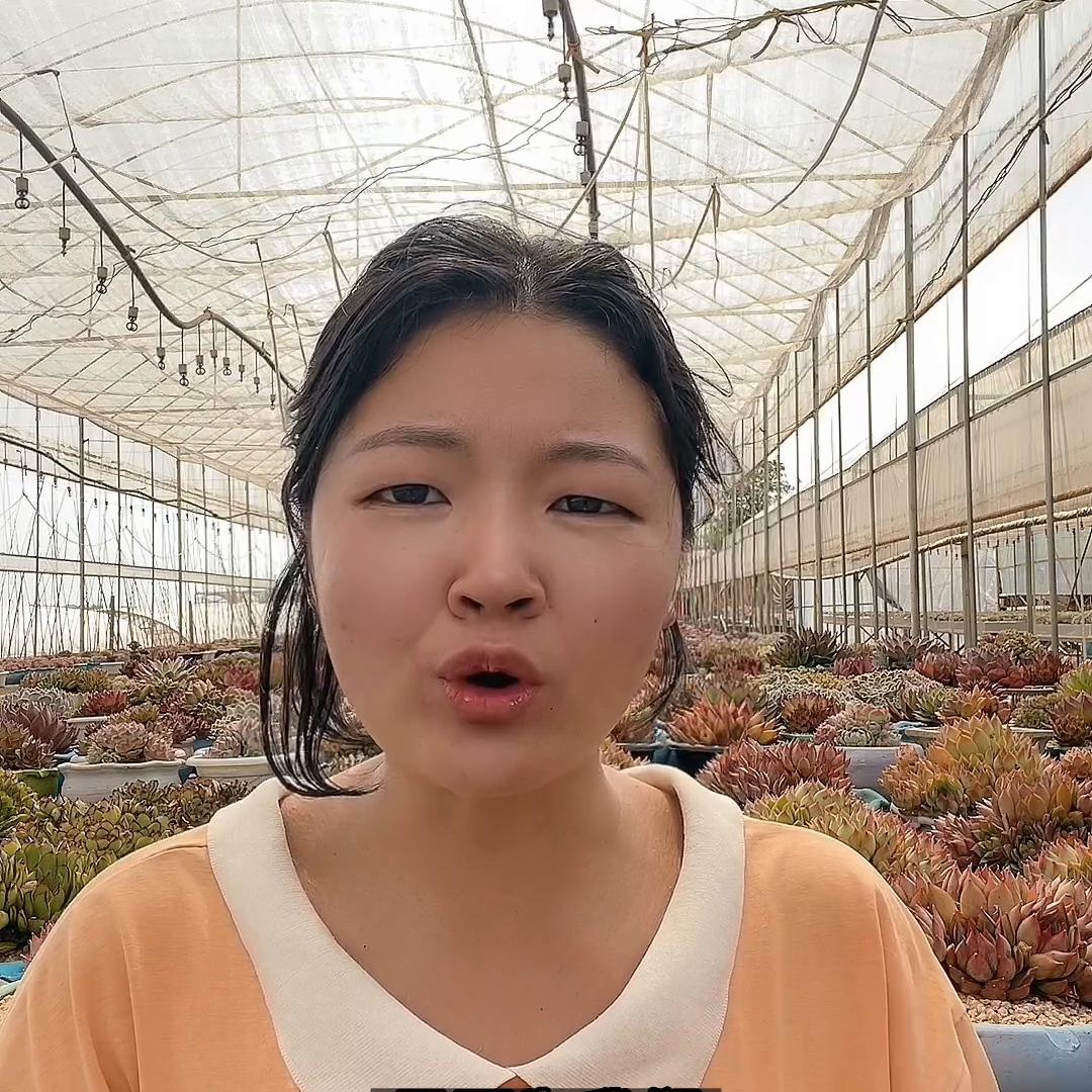 多肉植物叶子化水怎么办,多肉植物化水是什么原因