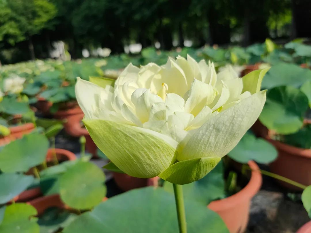 绝美的荷花品种大全图集,超好看荷花品种大型荷花
