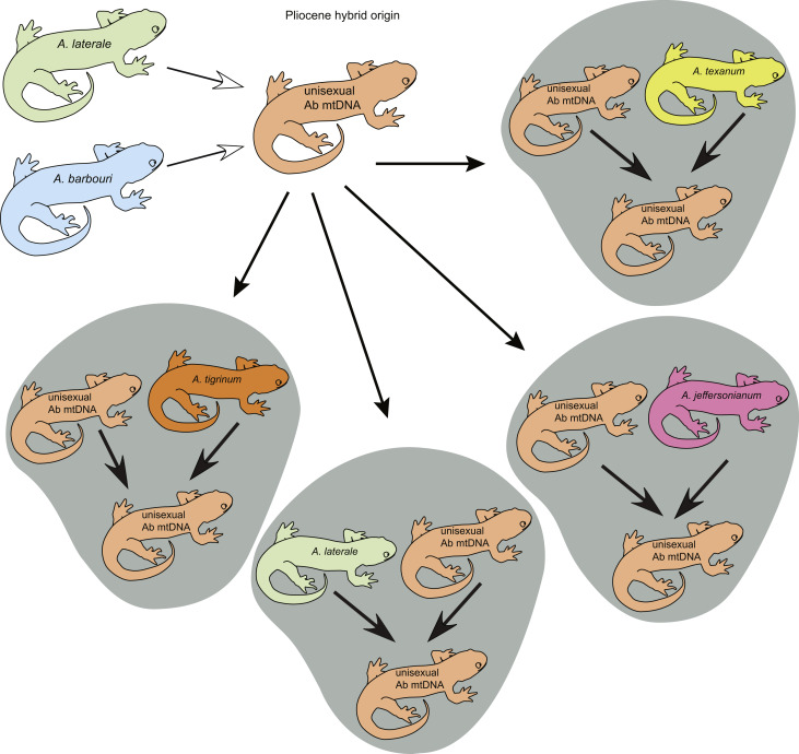 科学家都懵了！全员雌性、无生殖隔离，靠偷别人精子繁衍后代