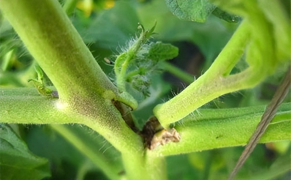 黄瓜基因组数据库怎么查基因序列,黄瓜花叶病毒基因序列