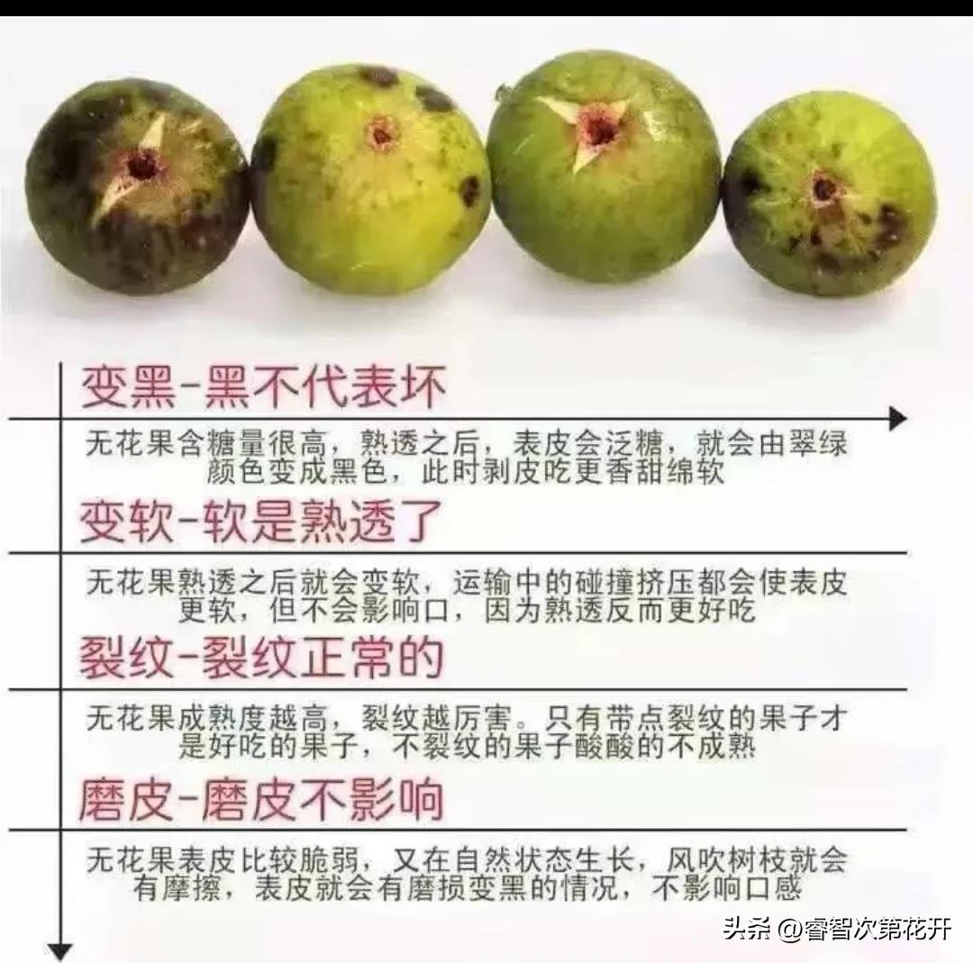 新鲜的无花果怎么保存,教你怎么挑选无花果