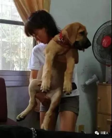 小黄狗长大的过程,小黄狗长大过程