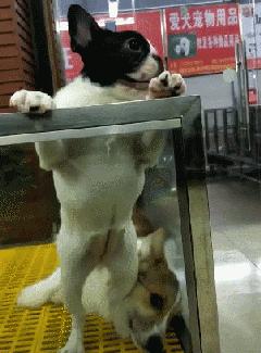 逛宠物店被宠物赖上后续,逛宠物店被狗子太活泼被买走