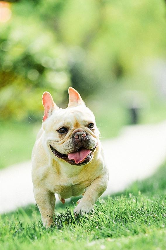 法斗狗的优点和缺点,小法斗的优点缺点