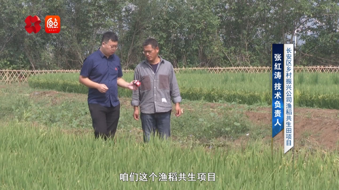 你好我的城|稻香