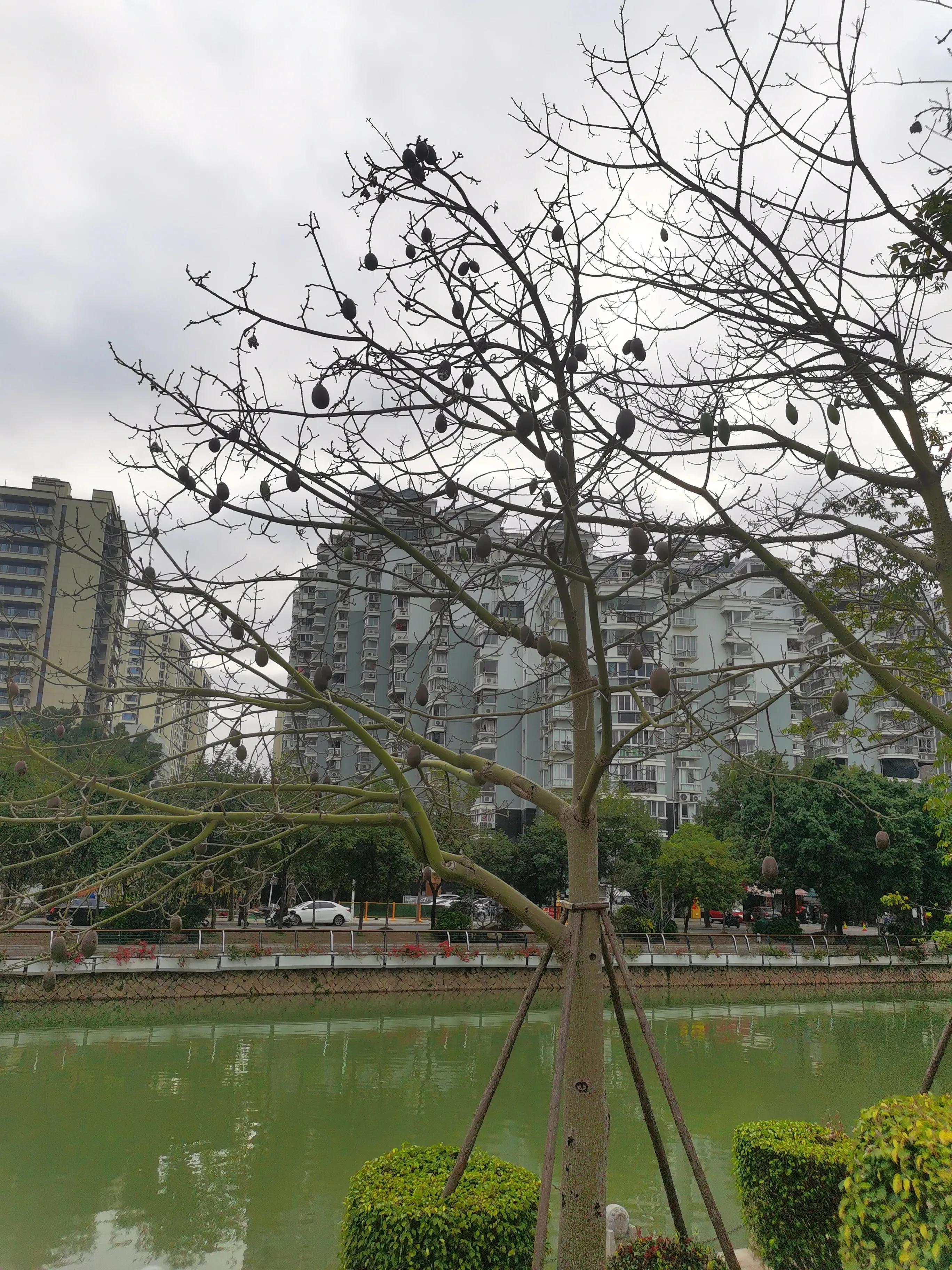 漫步在温泉河湿地公园,漫步福州静谧与繁华