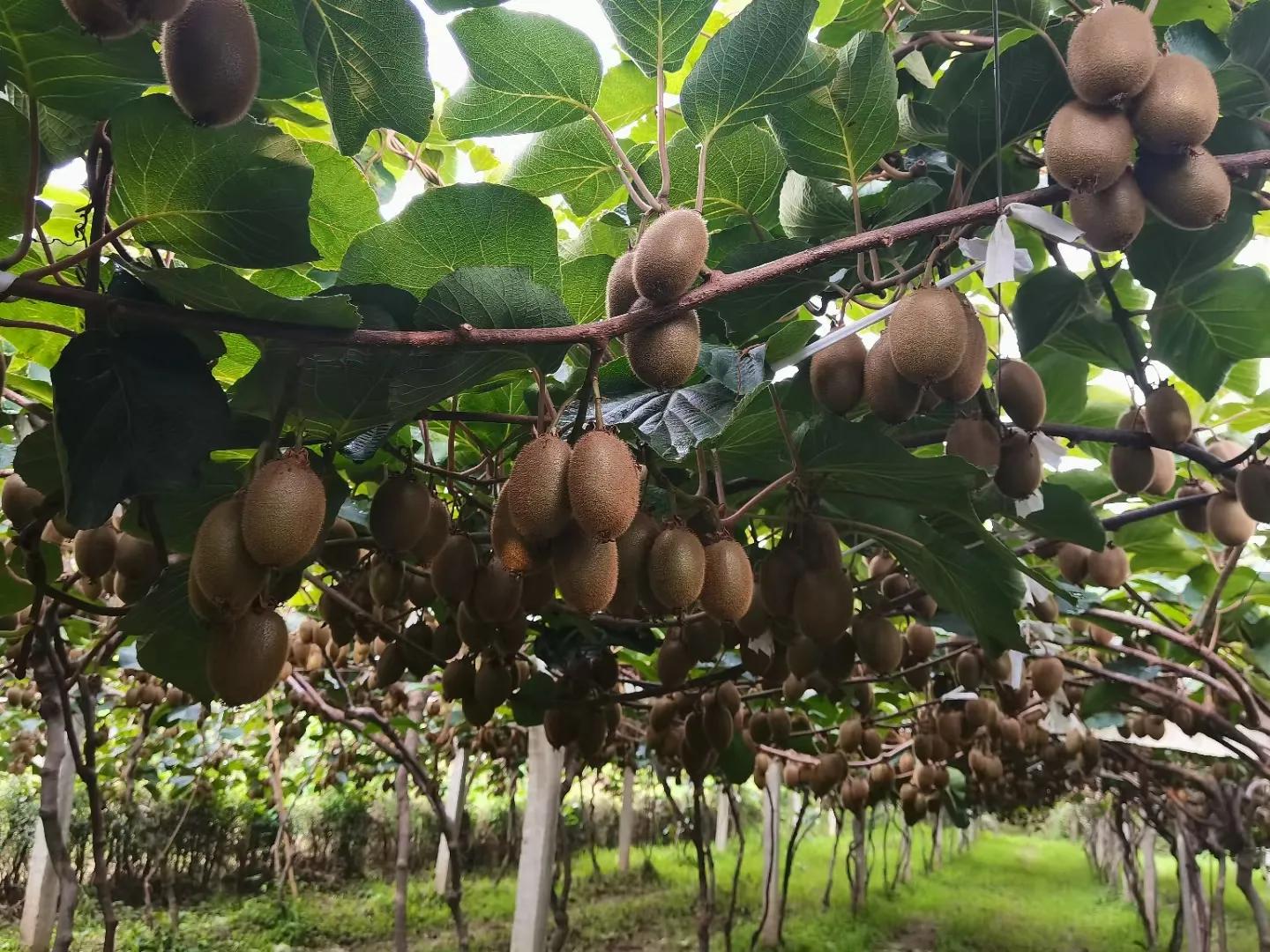 陕西周至眉县猕猴桃订购,陕西眉县猕猴桃