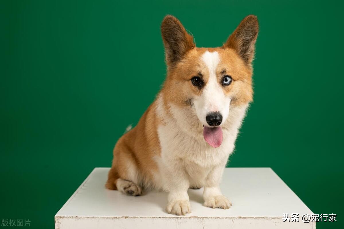 狗狗身上很难闻怎么回事,狗狗身上太难闻