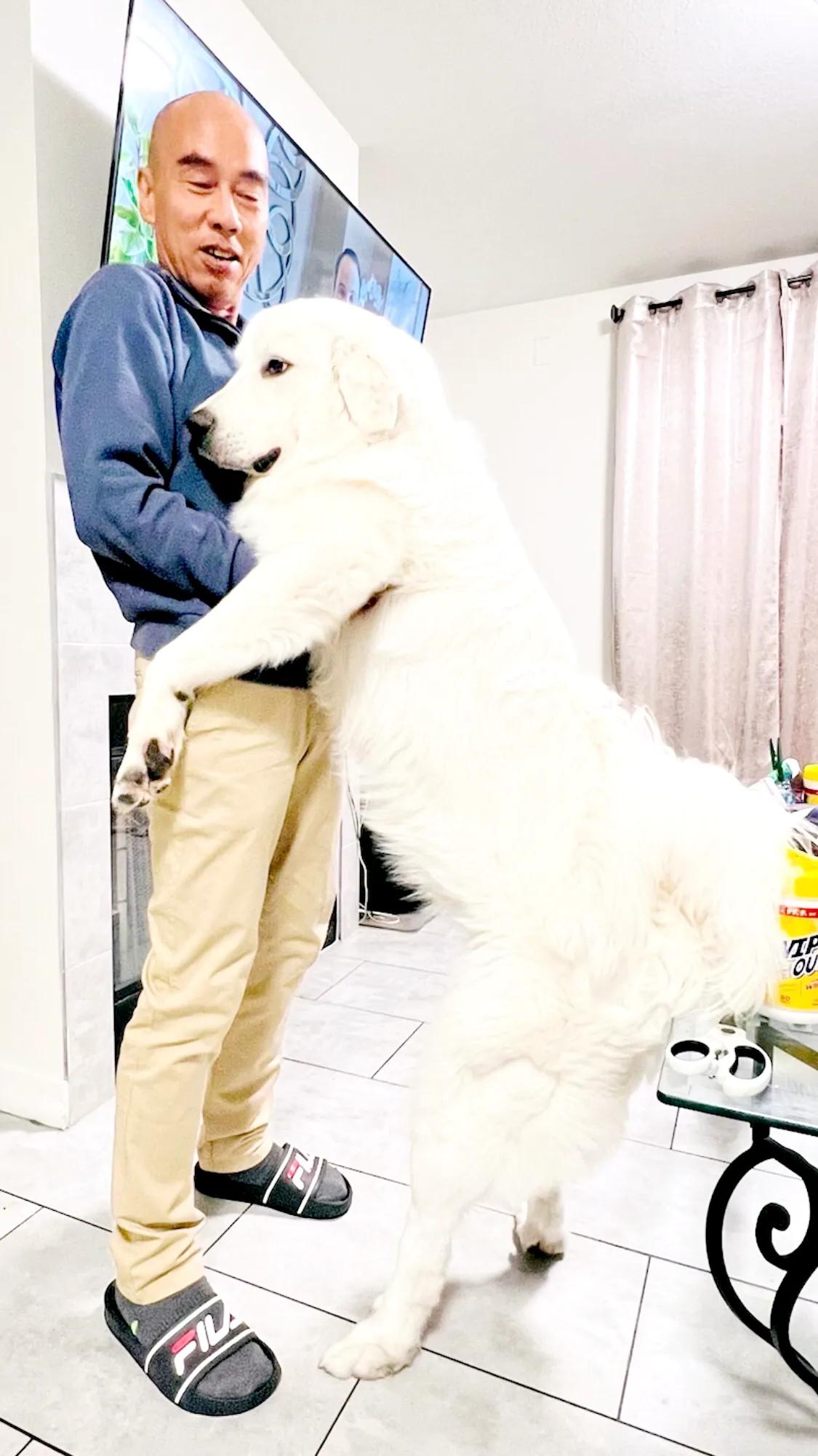 大白熊小狗,大白熊专用宠物狗