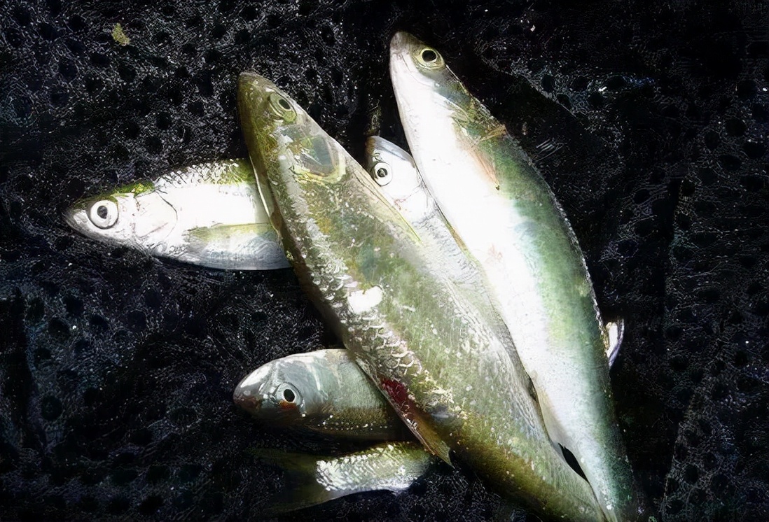 十大常见的小河鱼,农村河里常见的十种小野鱼