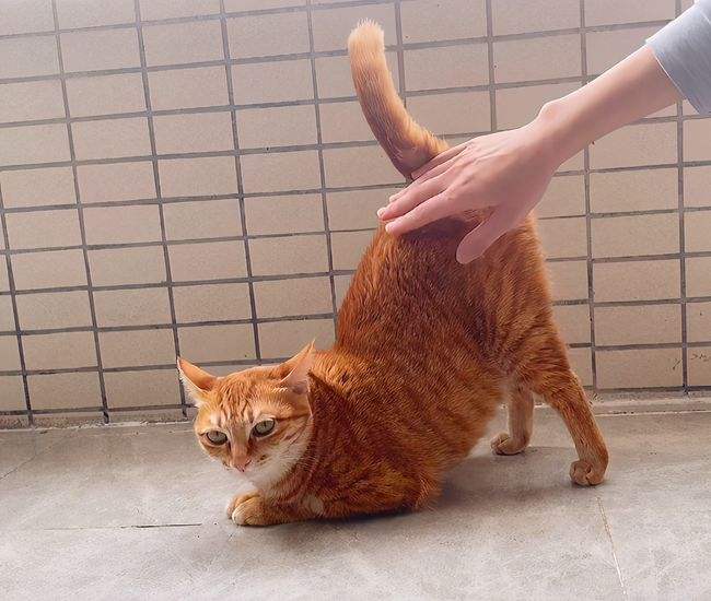 猫咪“发情期”的6大表现，铲屎官要重视