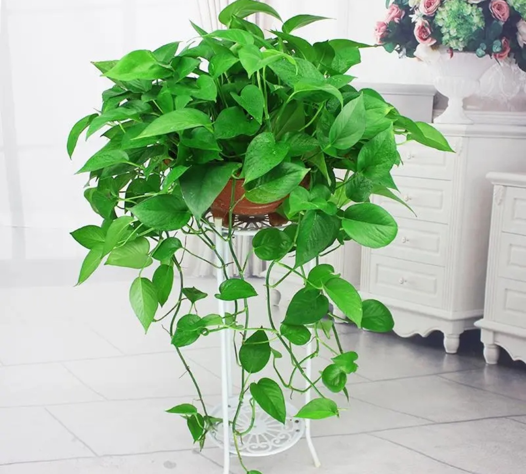 绿萝出现黄叶是什么情况,绿萝有黄叶子是什么原因造成的