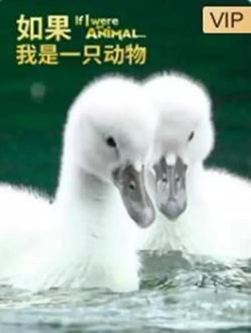 适合2-6岁儿童观看的纪录片,海洋纪录片免费观看儿童