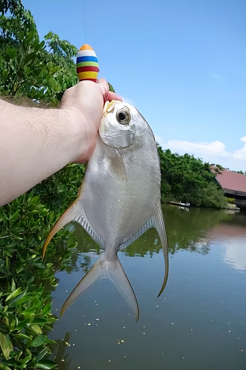 这道著名海鲜你可能吃过，但不太可能见过它死前真面目