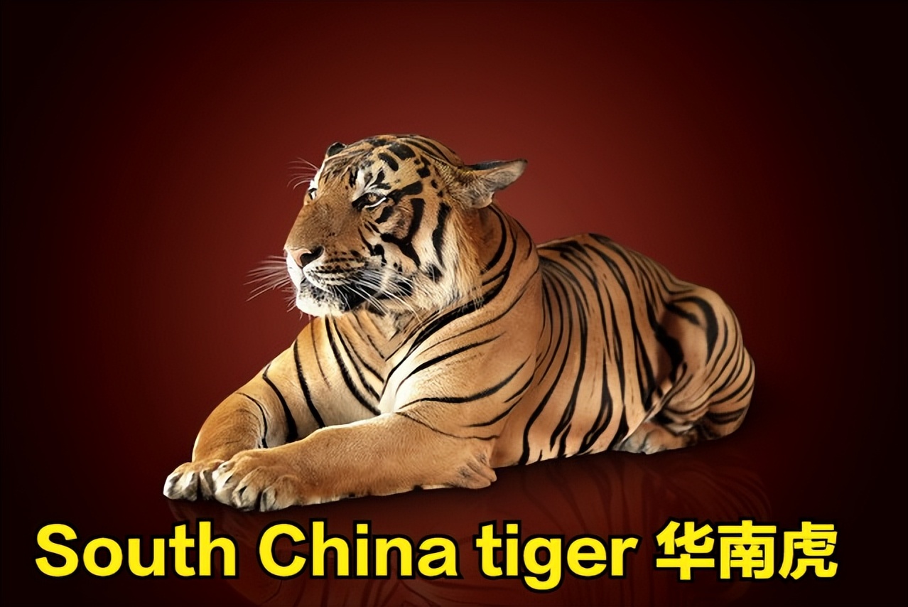 小学英语单词打卡软件,小学英语单词人教版